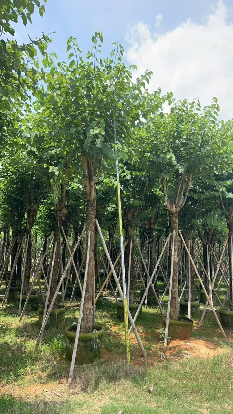宫粉紫荆15-20分大量低价出售，欢迎大家咨询