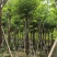 宫粉紫荆15-20分大量低价出售，欢迎大家咨询