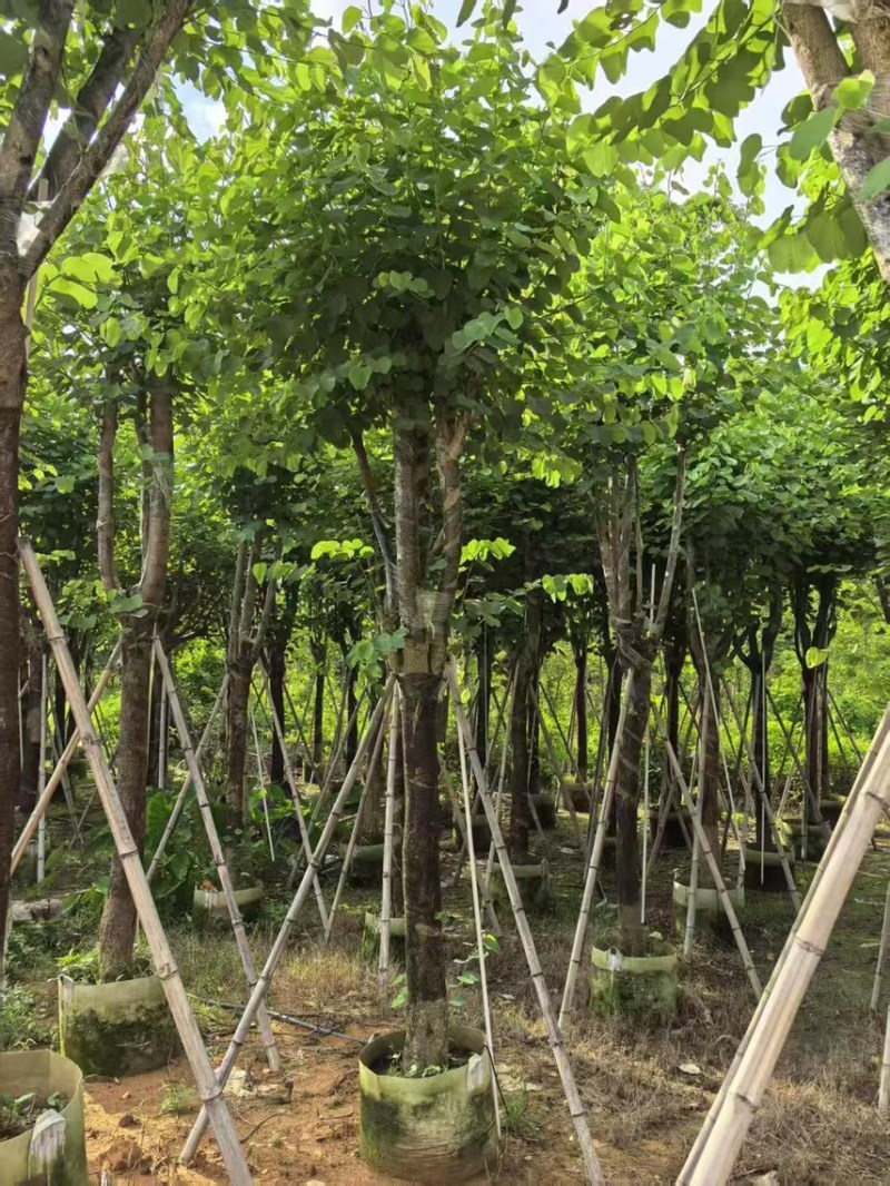 宫粉紫荆15-20分大量低价出售，欢迎大家咨询