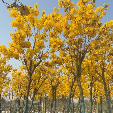 7～9分黄花风铃木