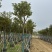 7～9分黄花风铃木