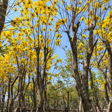 黄花风玲木8-12分大量低价出售，量大价优