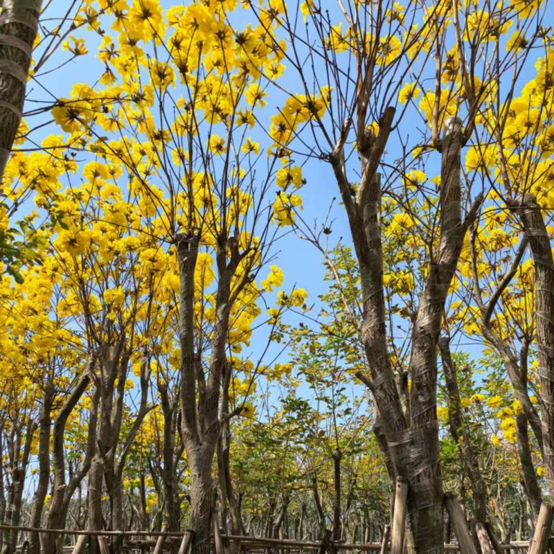 黄花风玲木8-12分大量低价出售，量大价优