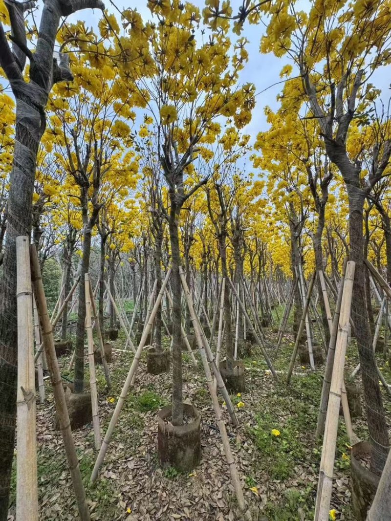 黄花风玲木8-12分大量低价出售，量大价优