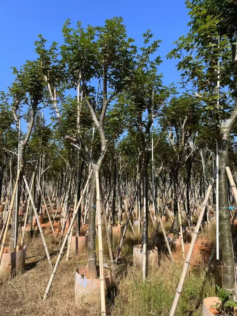 黄花风玲木8-12分大量低价出售，量大价优