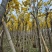 黄花风玲木8-12分大量低价出售，量大价优