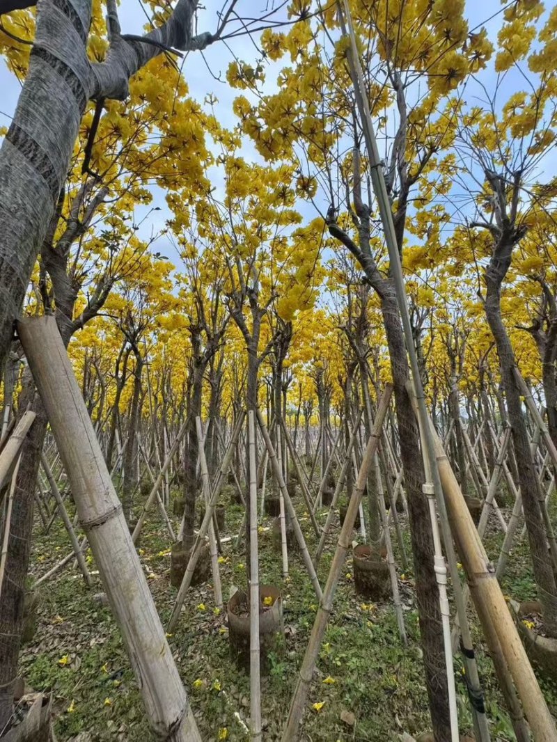 黄花风玲木8-12分大量低价出售，量大价优