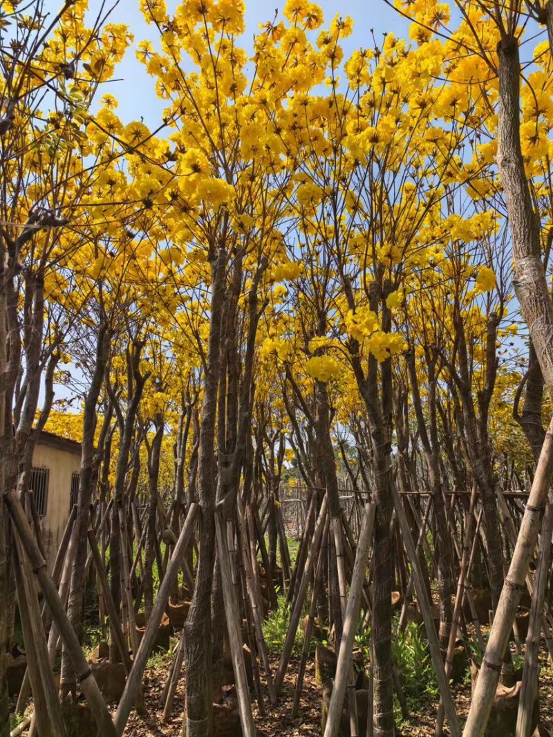 黄花风玲木8-12分大量低价出售，量大价优