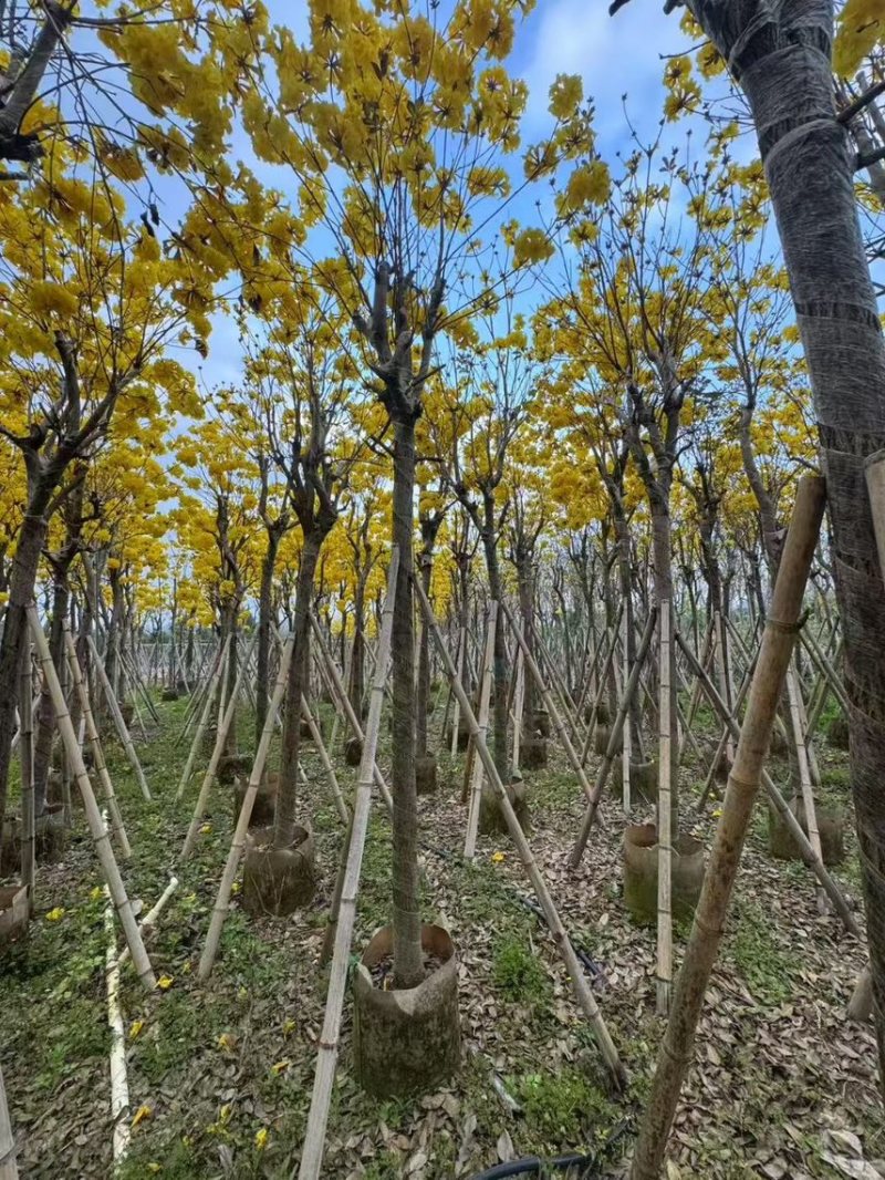 黄花风玲木8-12分大量低价出售，量大价优