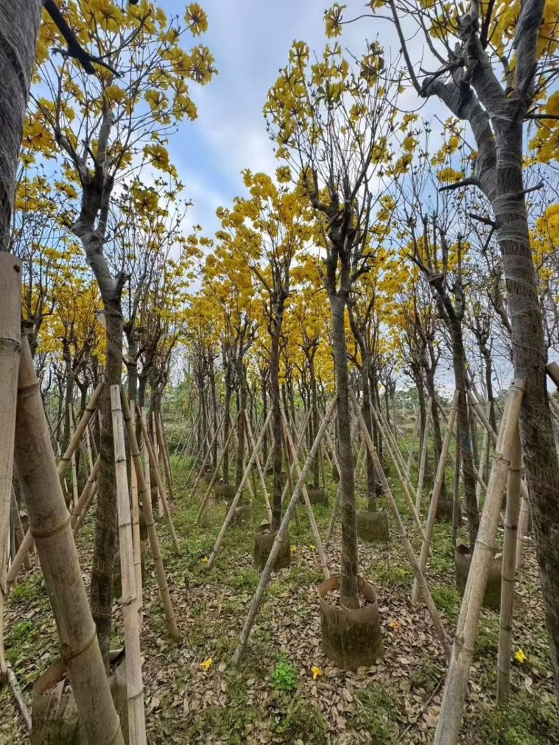 黄花风玲木8-12分大量低价出售，量大价优
