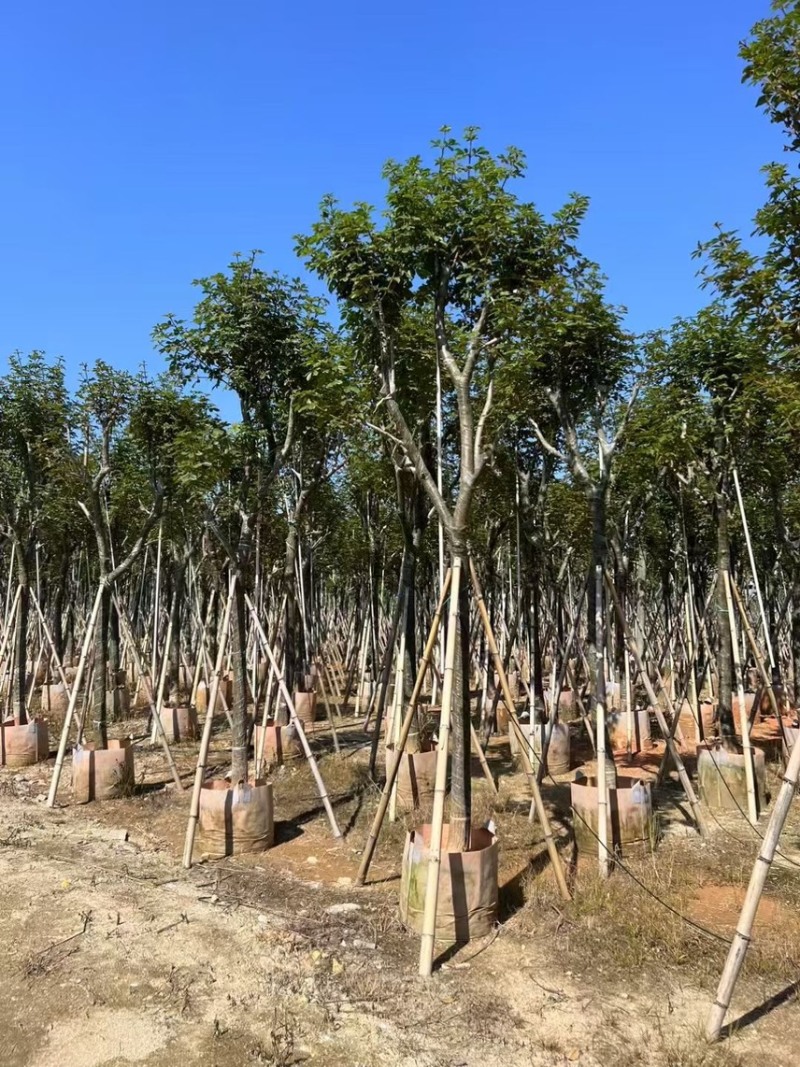 黄花风玲木8-12分大量低价出售，量大价优