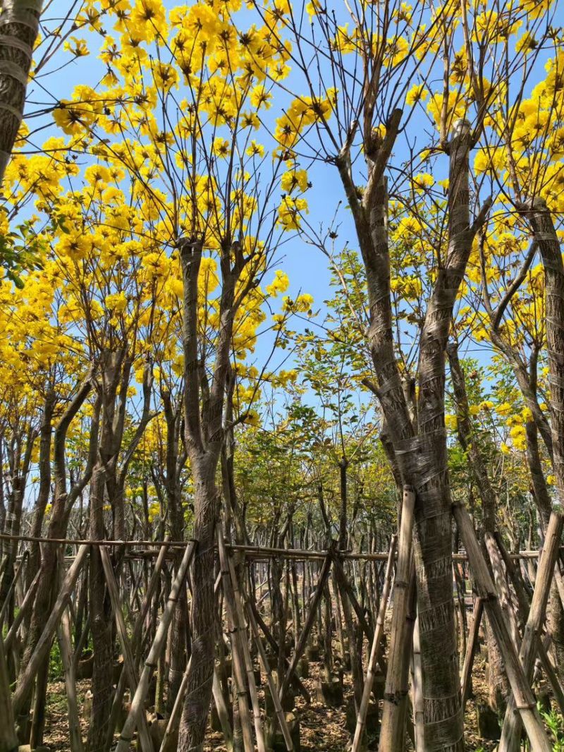 黄花风玲木8-12分大量低价出售，量大价优