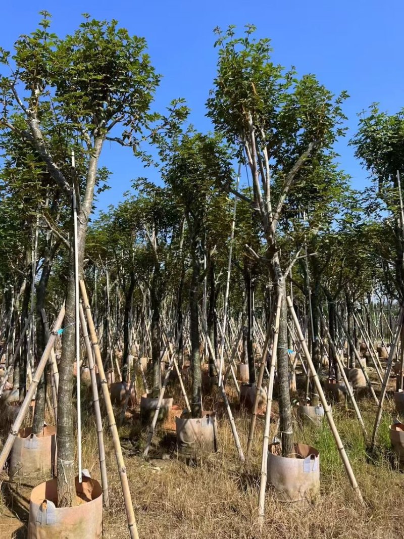黄花风玲木8-12分大量低价出售，量大价优