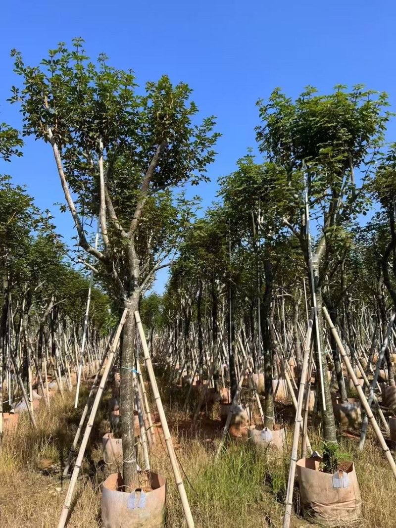 黄花风玲木8-12分大量低价出售，量大价优