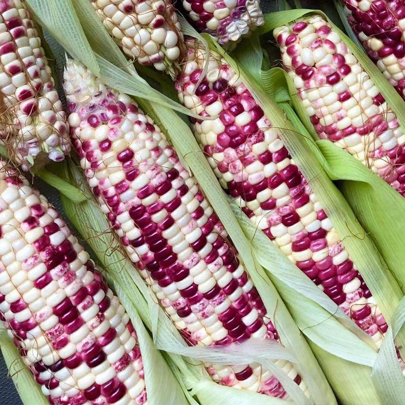 吉糯20号彩甜糯玉米种子大棒糯味甜皮薄无渣玉米