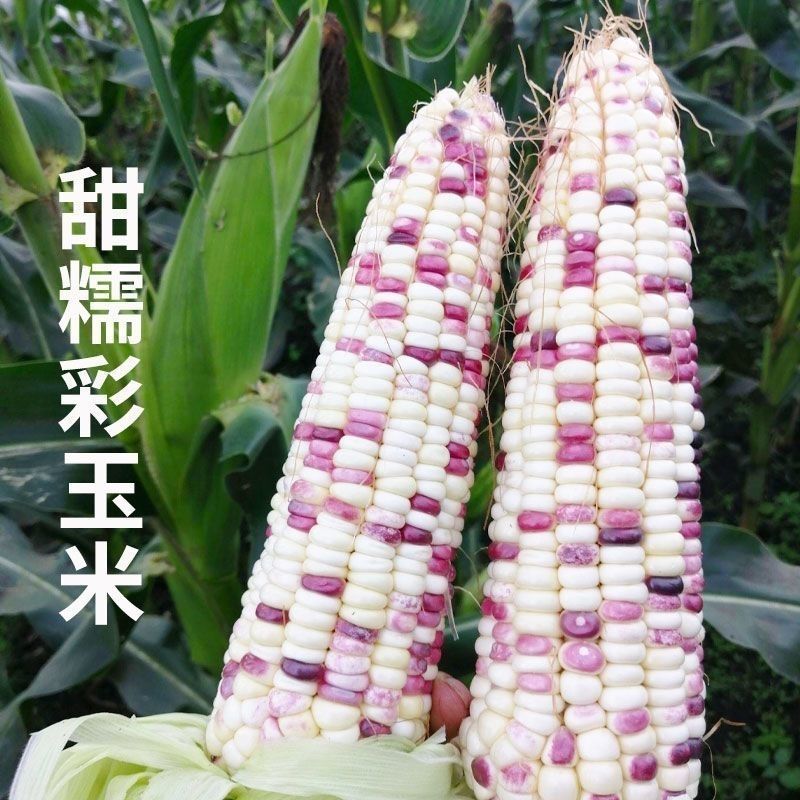 吉糯20号彩甜糯玉米种子大棒糯味甜皮薄无渣玉米
