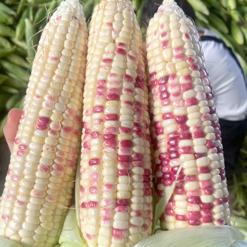 吉糯20号彩甜糯玉米种子大棒糯味甜皮薄无渣玉米