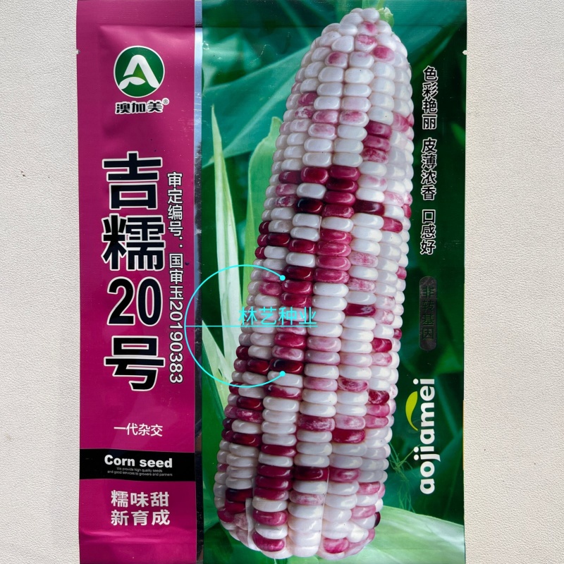 吉糯20号彩甜糯玉米种子大棒糯味甜皮薄无渣玉米