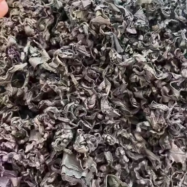 裙带菜