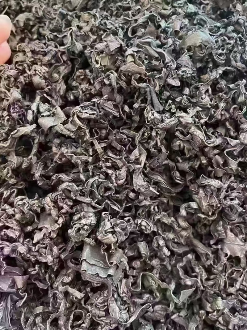 裙带菜