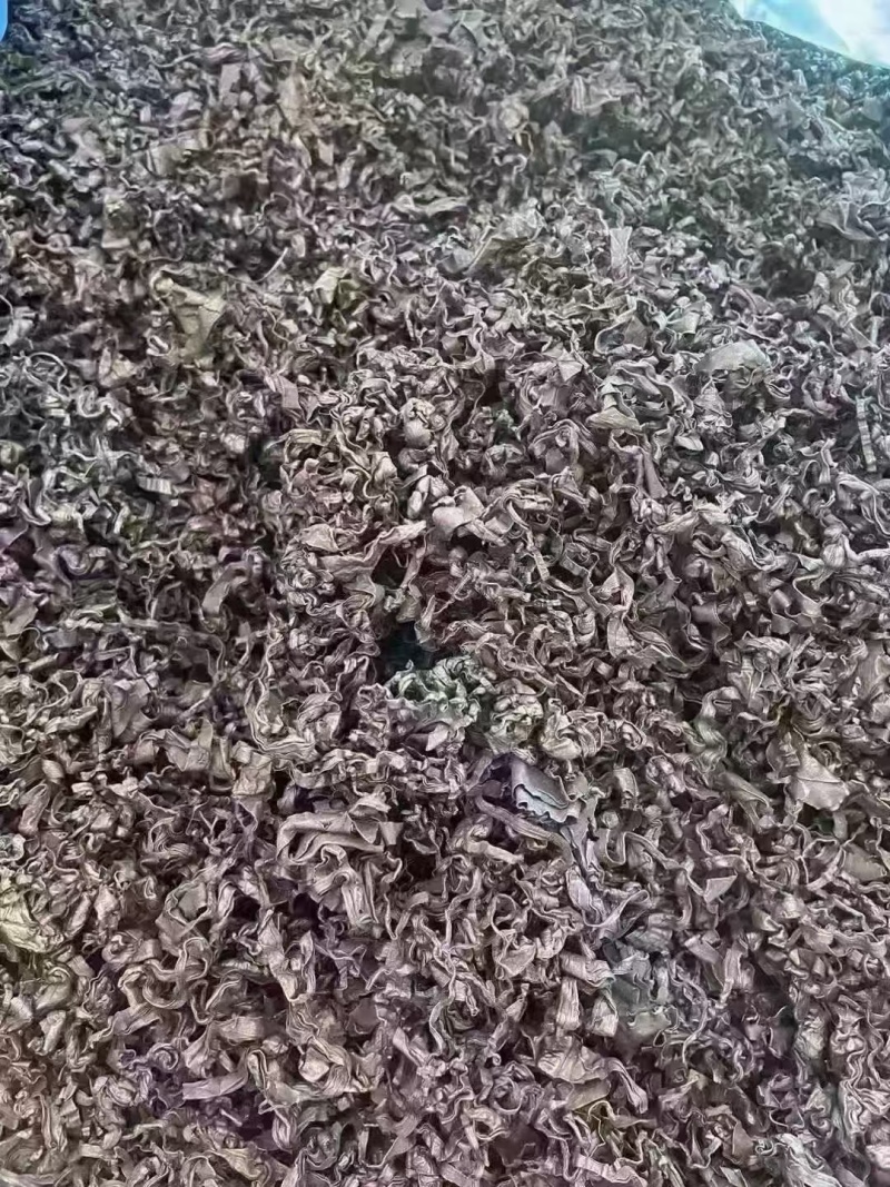 裙带菜