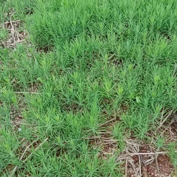 湿地松芽苗：邹家苗圃基地大量供应芽苗质量保证长期稳定