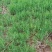 湿地松芽苗：邹家苗圃基地大量供应芽苗质量保证长期稳定