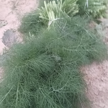山东菏泽茴香苗基地出货