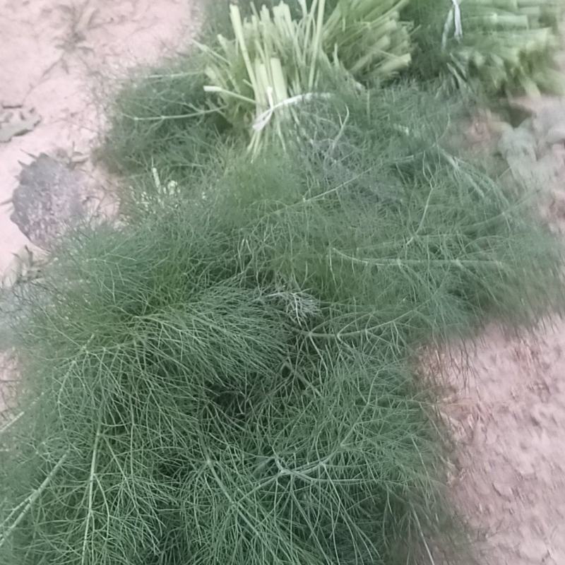 山东菏泽茴香苗基地出货