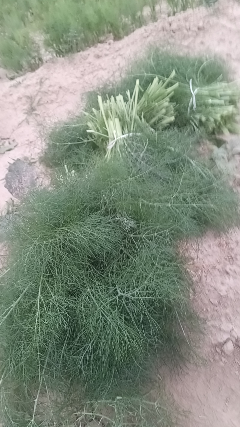 山东菏泽茴香苗基地出货
