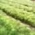 湿地松芽苗：邹家苗圃基地大量供应芽苗质量保证长期稳定