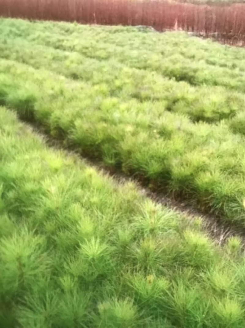 湿地松芽苗：邹家苗圃基地大量供应芽苗质量保证长期稳定