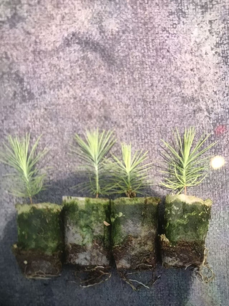 湿地松芽苗：邹家苗圃基地大量供应芽苗质量保证长期稳定