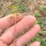 枫香芽苗邹家苗圃基地大量供应芽苗质量保证长期稳定可靠供应