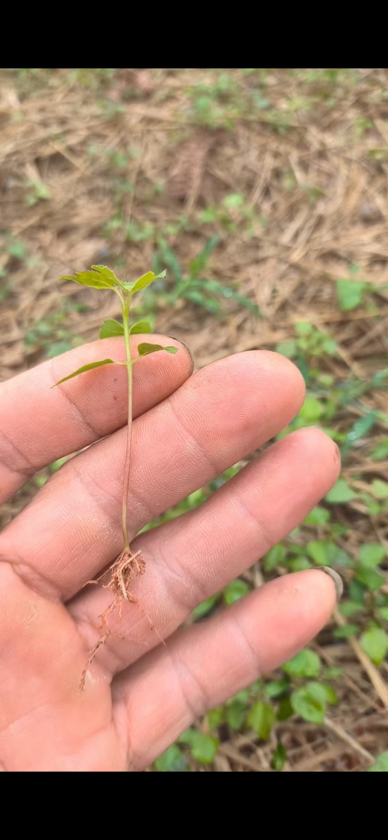 枫香芽苗邹家苗圃基地大量供应芽苗质量保证长期稳定可靠供应
