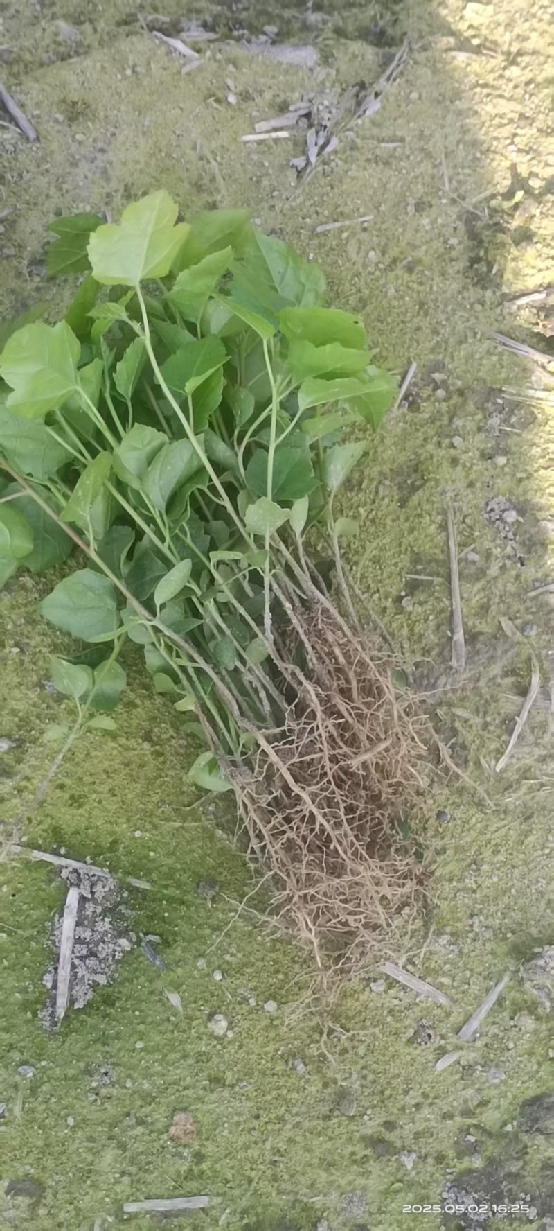 枫香芽苗邹家苗圃基地大量供应芽苗质量保证长期稳定可靠供应