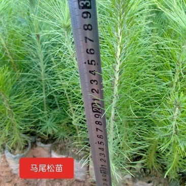 精品马尾松苗木松树苗绿化苗木规格齐全货源充足全国发货