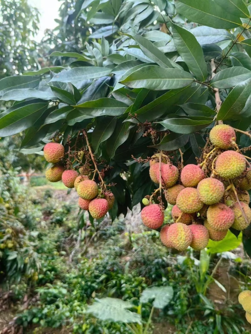 妃子笑荔枝