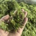 张家界高山莓茶厂地代收代发价格保证**