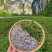 张家界高山莓茶厂地代收代发价格保证**
