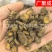 【包邮】元胡延胡索新货元胡片元胡个各种规格中药材批发