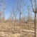 基地供应9公分10公分12公分七叶树泰安基地批发