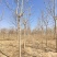 基地供应9公分10公分12公分七叶树泰安基地批发