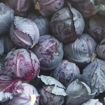 紫甘蓝紫包菜