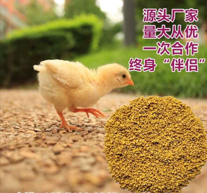 小鸡全价料破碎型爱吃肯长中草药益生菌配方少发病80斤