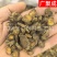 【包邮】元胡延胡索新货元胡片元胡个各种规格中药材批发