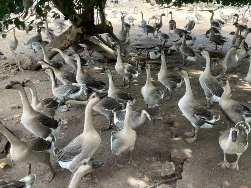 阳江鹅活鹅产地直销质量保证货源充足欢迎咨询采购
