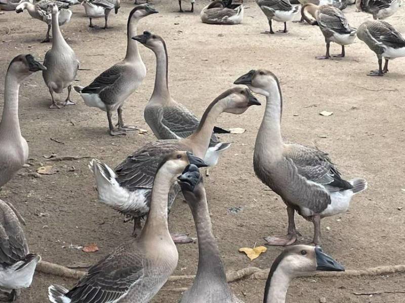 阳江鹅活鹅产地直销质量保证货源充足欢迎咨询采购