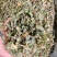 鸡骨草