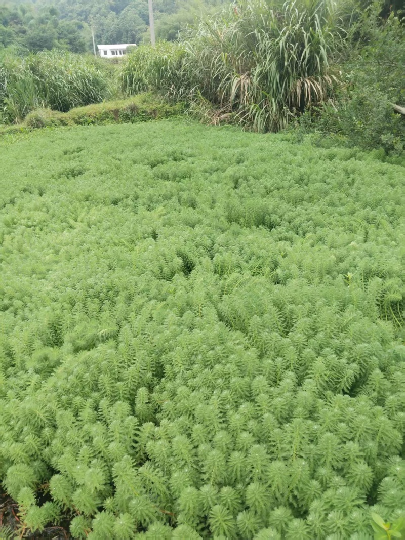 狐尾藻狐尾草水葫芦水芙蓉浮水植物水草净化水质龙虾